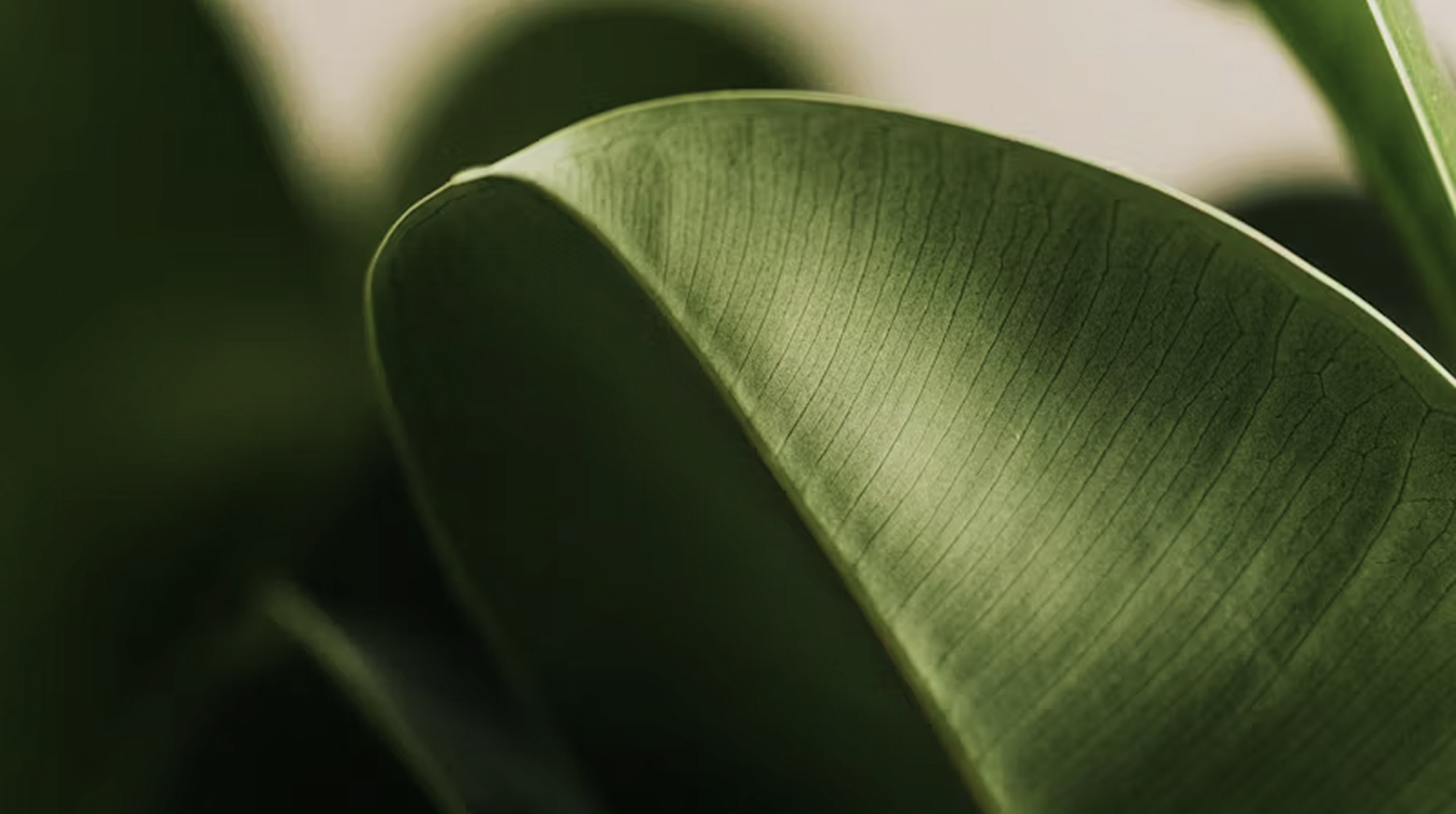 Leaf Background
